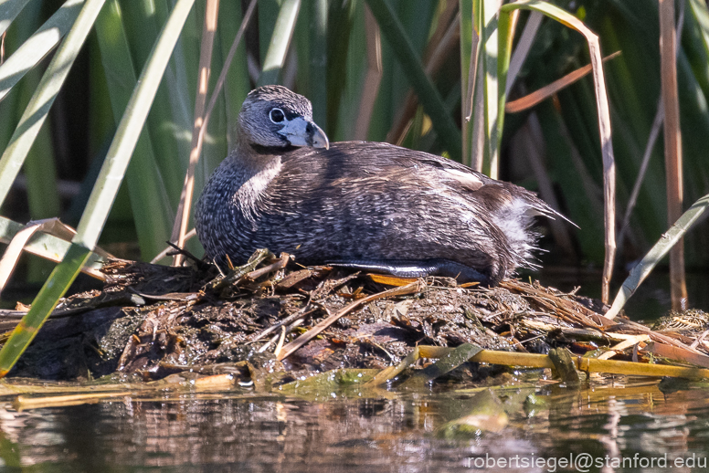 emily renzel wetlands